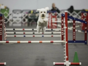 White dog jumping in agility course at the Rose City Classic Dog Show