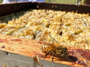 Close-up of a honeybee on the edge of a hive with honeycomb in the background.
