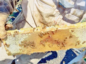 Gloved beekeeper holding a frame of honeycomb filled with bees and capped honey.