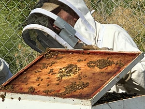 Beekeeper lifting a hive lid covered with bees.