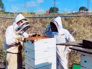 Two beekeepers in protective suits inspecting a white hive box at the Portland Expo Center.